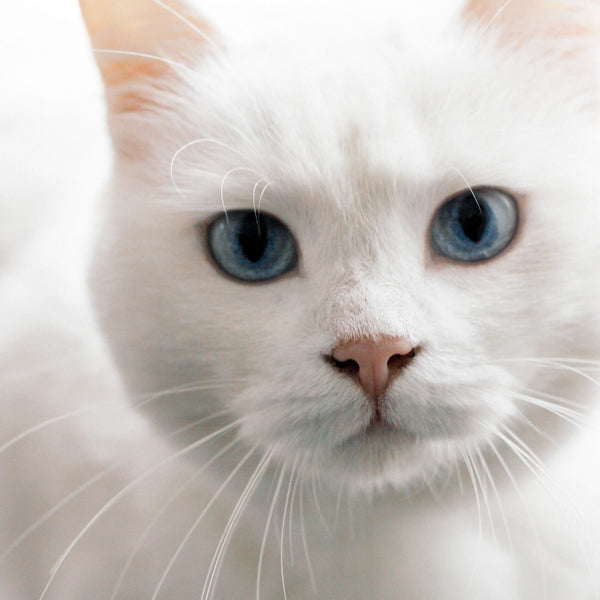 Fortune Cat Bracelet | FORTUNA CAT BRACELET
