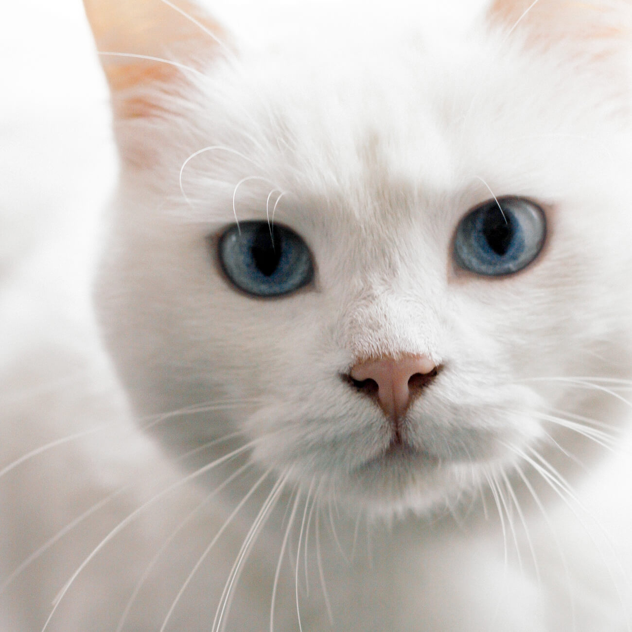 Fortune Cat Bracelet | FORTUNA CAT