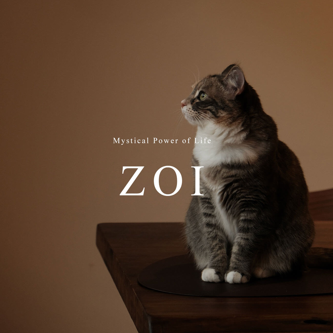 10K Gold Gemstone Cat Pierce | ZOI-CAT